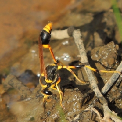 Sceliphron laetum (Common mud dauber wasp) at Point Hut Pond - 17 Feb 2019 by MichaelBedingfield