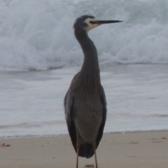 Egretta novaehollandiae (White-faced Heron) at Batemans Marine Park - 14 Jun 2014 by michaelb