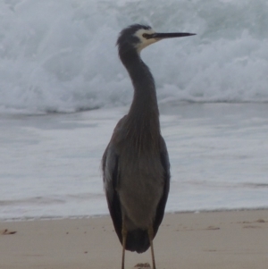 Egretta novaehollandiae at Kioloa, NSW - 14 Jun 2014 12:31 PM