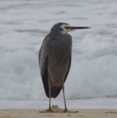 Egretta novaehollandiae at Kioloa, NSW - 14 Jun 2014 12:31 PM