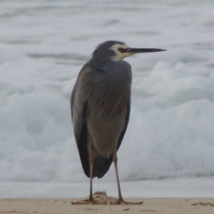 Egretta novaehollandiae at Kioloa, NSW - 14 Jun 2014