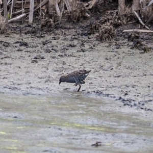 Porzana fluminea at Fyshwick, ACT - 16 Mar 2019