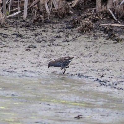 Porzana fluminea (Australian Spotted Crake) at Fyshwick, ACT - 16 Mar 2019 by Daniel12345