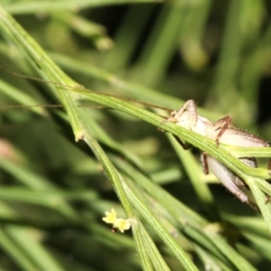 Ornebius sp. (genus) at Guerilla Bay, NSW - 15 Mar 2019 07:22 PM