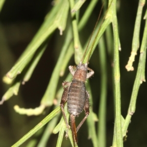 Ornebius sp. (genus) at Guerilla Bay, NSW - 15 Mar 2019 07:22 PM