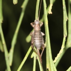 Ornebius sp. (genus) at Guerilla Bay, NSW - 15 Mar 2019