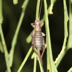 Ornebius sp. (genus) at Guerilla Bay, NSW - 15 Mar 2019 07:22 PM