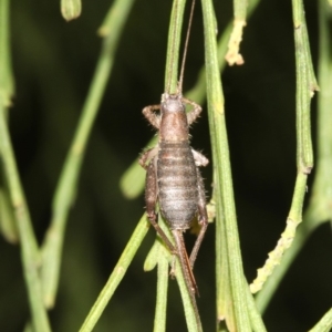 Ornebius sp. (genus) at Guerilla Bay, NSW - 15 Mar 2019 07:22 PM