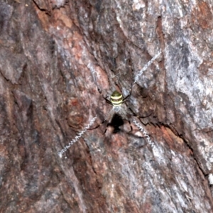 Argiope keyserlingi at Guerilla Bay, NSW - 15 Mar 2019