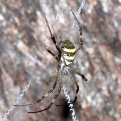 Argiope keyserlingi at Guerilla Bay, NSW - 15 Mar 2019 07:42 PM