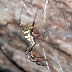 Argiope keyserlingi at Guerilla Bay, NSW - 15 Mar 2019 07:42 PM