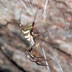 Argiope keyserlingi at Guerilla Bay, NSW - 15 Mar 2019