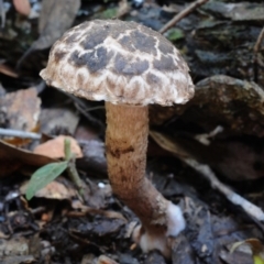 Strobilomyces sp. (Strobilomyces) at Kianga, NSW - 21 Jan 2019 by Teresa