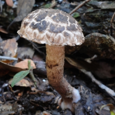 Strobilomyces sp. (Strobilomyces) at Kianga, NSW - 20 Jan 2019 by Teresa