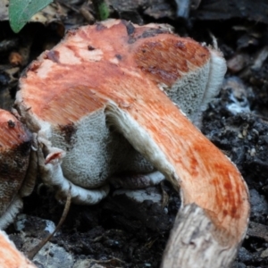 Strobilomyces sp. at suppressed - suppressed