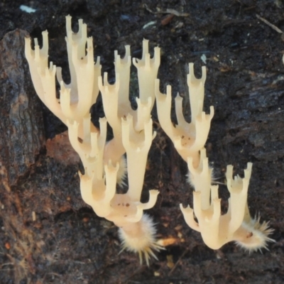Artomyces colensoi (Delicate Peppery Coral) at Bodalla State Forest - 15 Feb 2019 by Teresa