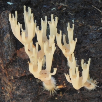 Artomyces colensoi (Delicate Peppery Coral) at Box Cutting Rainforest Walk - 15 Feb 2019 by Teresa