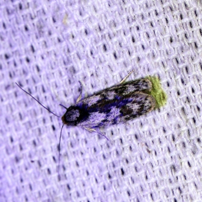Phylomictis maligna (A Stenomatinae moth) at O'Connor, ACT - 25 Feb 2019 by ibaird