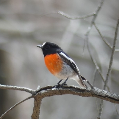 Petroica boodang (Scarlet Robin) at Majura, ACT - 18 Mar 2019 by WalterEgo