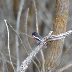 Petroica boodang at Majura, ACT - 18 Mar 2019