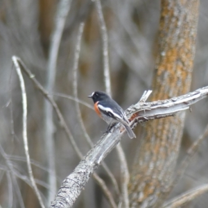 Petroica boodang at Majura, ACT - 18 Mar 2019