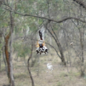 Austracantha minax at Hackett, ACT - 18 Mar 2019