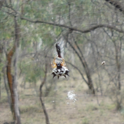 Austracantha minax (Christmas Spider, Jewel Spider) at Hackett, ACT - 18 Mar 2019 by WalterEgo