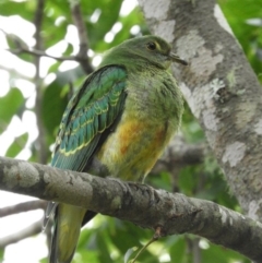 Ptilinopus regina (Rose-crowned Fruit-Dove) at Vincentia, NSW - 16 Mar 2019 by KarenDavis