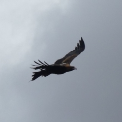 Aquila audax (Wedge-tailed Eagle) at Mount Majura - 18 Mar 2019 by WalterEgo