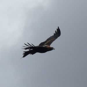 Aquila audax at Majura, ACT - 18 Mar 2019