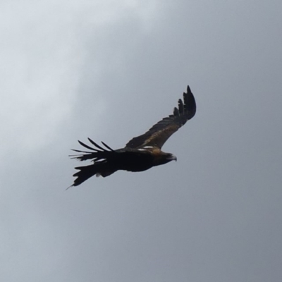 Aquila audax (Wedge-tailed Eagle) at Mount Majura - 18 Mar 2019 by WalterEgo