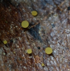 zz – ascomycetes - apothecial (Cup fungus) at Bodalla State Forest - 16 Mar 2019 by Teresa