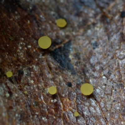 zz – ascomycetes - apothecial (Cup fungus) at Box Cutting Rainforest Walk - 16 Mar 2019 by Teresa