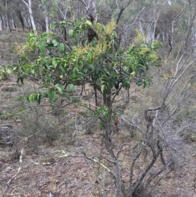 Ligustrum lucidum (Large-leaved Privet) at Mount Majura - 18 Mar 2019 by WalterEgo