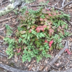 Berberis aquifolium (Oregon Grape) at Mount Ainslie - 21 Feb 2019 by WalterEgo