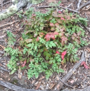 Berberis aquifolium at Majura, ACT - 22 Feb 2019 09:49 AM