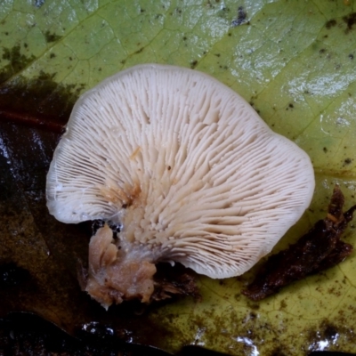 Unidentified Fungus at Box Cutting Rainforest Walk - 16 Mar 2019 by Teresa