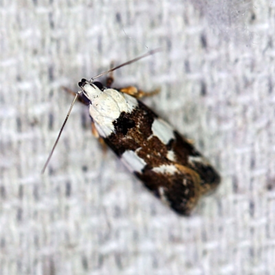 Ardozyga abruptella (A Gelechioid moth) at O'Connor, ACT - 25 Feb 2019 by ibaird