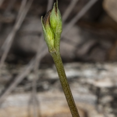 Speculantha rubescens (Blushing Tiny Greenhood) at Gungaderra Grasslands - 17 Mar 2019 by DerekC