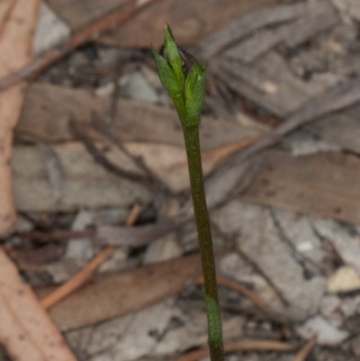 Speculantha rubescens (Blushing Tiny Greenhood) at Gungaderra Grasslands - 17 Mar 2019 by DerekC