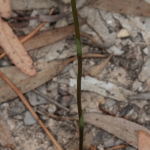 Speculantha rubescens at Crace, ACT - suppressed