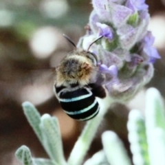 Amegilla sp. (genus) at Dignams Creek, NSW - 18 Mar 2019 02:30 PM