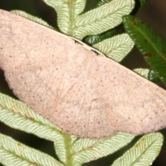 Casbia rectaria (Pomaderris Moth) at Guerilla Bay, NSW - 15 Mar 2019 by jb2602