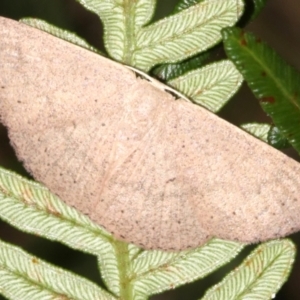 Casbia rectaria at Guerilla Bay, NSW - 15 Mar 2019 07:47 PM