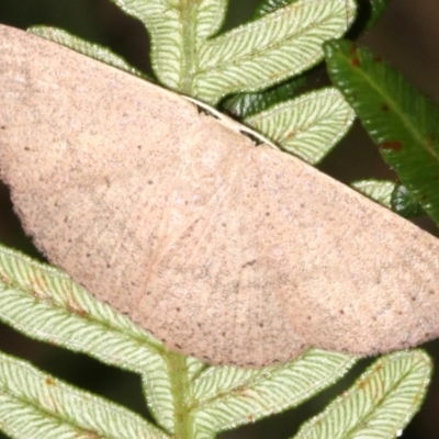 Casbia rectaria (Pomaderris Moth) at Guerilla Bay, NSW - 15 Mar 2019 by jb2602