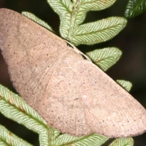 Casbia rectaria at Guerilla Bay, NSW - 15 Mar 2019 07:47 PM