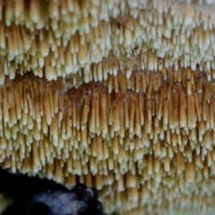 Dentipellis fragilis at Bodalla State Forest - 17 Mar 2019 by Teresa