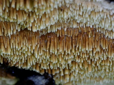 Dentipellis fragilis at Kianga, NSW - 17 Mar 2019 by Teresa