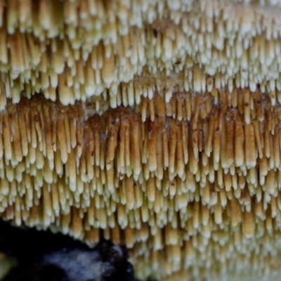 Dentipellis fragilis at Bodalla State Forest - 17 Mar 2019 by Teresa