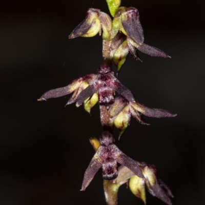 Corunastylis clivicola (Rufous midge orchid) at Crace, ACT - 17 Mar 2019 by DerekC